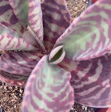Image result for Kalanchoe humilis