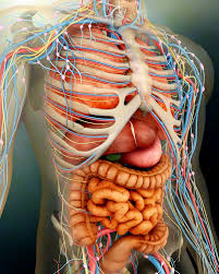 Stocktrek Images Pststk700102hlarge Perspective View Of Human Body Whole Organs Bones Poster Print 44 25 X 31 Large Buy Online In Bahamas At Bahamas Desertcart Com Productid 114513553