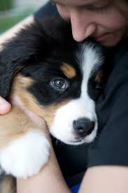 Bernese Mountain Puppy Goruntuler Ile Cok Sirin Hayvanlar Bernese Dag Kopegi Sevimli Kopekler