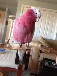 Melbourne Wants A Head Rub My Rose Breasted Cockatoo Cockatoo Animals Birbs