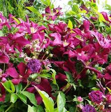 Clematis texensis 'duchess of albany'. Growing Clematis Triangle Gardener Magazine