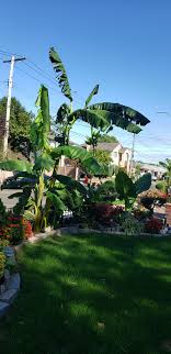Check spelling or type a new query. My Neighbor Somehow Managed To Get A Banana Tree To Grow And Bear Fruit On Her Lawn In Queens Ny Gardening
