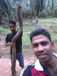 Salah satu spesis ular yang paling ditakuti dan digeruni di bumi sudah tentulah king cobra atau lebih dikenali sebagai ular tedung selar. Netizen Kagum Lelaki Guna Tangan Tangkap Ular Tedung Selar Semasa Mstar