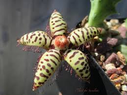Image result for Orbea maculata