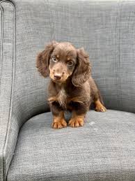 Miniature dachshund puppies in westchester, ny, nj, long island and nyc area. Miniature Dachshund Puppy Not Available For Sale In Canada Bright Pets