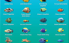 Fish Names For Betta Vang Bettas