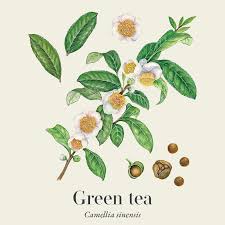 Image result for Camellia sinensis
