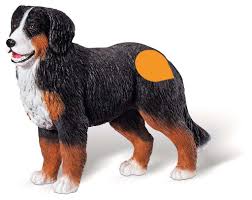 Sein kräftiger kopf weist einen deutlichen stop auf. Tiptoi Spielfigur Berner Sennenhund Tiptoi Spielfiguren Tiptoi Produkte Tiptoi Spielfigur Berner Sennenhund