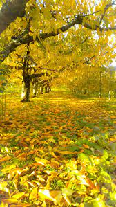 さくらんぼの紅葉 画面一面黄色が広がっています 綺麗です 風景 美しい風景 紅葉
