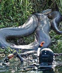 This Terrifying Interaction Between A Diver And An Anaconda Giant Anaconda Anaconda Snake Anaconda