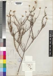 Image result for Felicia muricata