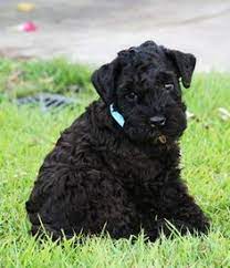 Buy, sell and adopt puppies from around the country. 21 Rylee Ideas Kerry Blue Terrier Terrier Dog Breeds