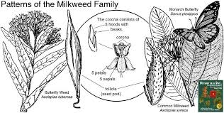 How To Identify Milkweed Plants Quickly And Confidently Save Our Monarchs