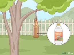 The acetic acid will help fight the fungus on your tomato plants. How To Garden With Vinegar 9 Steps With Pictures Wikihow