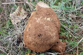 Image result for Scleroderma polyrhizon