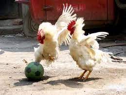 Peopleholdingchickens Sometimes When Chickens Aren T Being Held They Play Soccer Chickens Pet Chickens Training Chickens