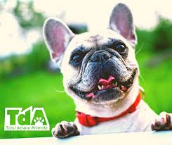 Mancarea nu trebuie sa fie nici fierbinte, nici toxoplasmoza la catei toxoplasmoza, cauzata la caini de toxoplasma gondii este o boala fara. Extremele NutriÅ£ionale Anorexia Vs LÄƒcomia Totul Despre Animale