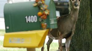 We did not find results for: Know What To Do When A Deer Darts In Front Of Your Car