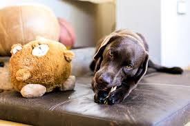 Es besonderheiten ist jede hund matratze dauerhaft auf amazon.de im lager und somit gleich liegezonen lieferbar. Hundeschlafplatze Hundematten Hundebetten Lounges