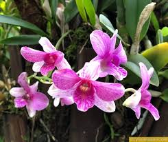 We offer over a mile of trails lined with thousands of rare and endangered flora from all parts of the globe. Take Me There Tuesday Hawaii Tropical Botanical Garden Go Visit Hawaii