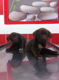 Chocolate Labrador Melezi Yavrular Yuva Ariyor Labrador Retriever Retriever Kopek