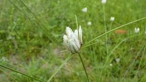 Image result for Cyperus margaritaceus