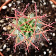 Image result for Euphorbia espinosa