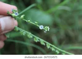 Image result for Cynoglossum lanceolatum