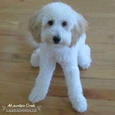 Take a sneak peak at the movies coming out this week (8/12) sustainable celebs we stan: Mini Australian Labradoodles From Mountain Creek Labradoodles Labradoodle Little Dogs Australian Labradoodle