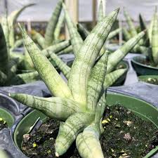 Image result for Sansevieria