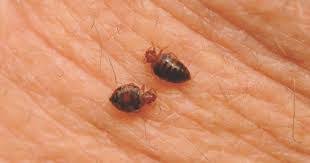 Maybe you would like to learn more about one of these? Why Are There Tiny Red Bugs On My House S Cement Quora