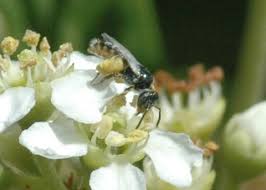 Image result for Isoglossa perdita