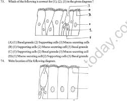 There is no demarcation of diving and nondividing regions in animals. Neet Ug Biology Animal Tissue Mcqs Multiple Choice Questions For Biology
