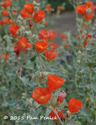 Globe mallow works very well in desert landscapes as an accent or with other low desert plants like damianita and brittlebush. Plant This Gray Globemallow Lights Up The Garden Digging