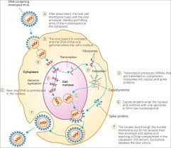 The lipid bilayer is formed by cell membrane during virus egress by exocytosis. Human Herpesvirus 1 Infections And Management Dentalnotebook