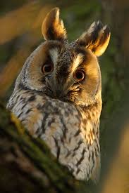 Long Eared Owl Long Eared Owl Pet Birds Nocturnal Birds