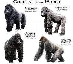 Gorillas Of The World Poster Print Etsy Gorillas Art Mountain Gorilla Cross River Gorilla