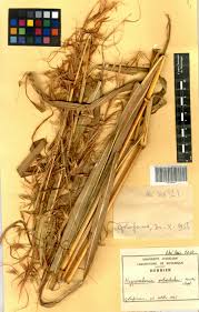 Image result for Hyparrhenia welwitschii