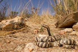 The cobras originate from africa, but there are no laws prohibiting exotic pets in the state. Naja Nigricincta Zebra Snake