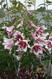 We Love Lilies In The Koehn Garden See More Blooms On Our Instagram Summerbloom Summergarden Botanical Gardens Summer Garden Botanical
