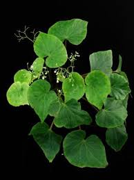 Image result for Begonia loranthoides