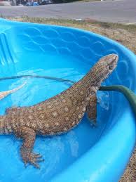 Loves His Pool Marley The Savannah Monitor Shepherd Dog Breeds Schipperke Puppies Australian Shepherd Dogs