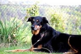 As they grow, their feeding requirement will change and the same goes if they are smaller than the average mix. Schaferhund Dobermann Mix So Lasten Sie Diesen Hund Artgerecht Aus