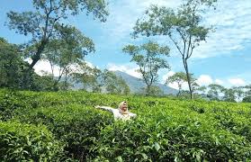 Bandara terdekat adalah bandara abdul rachman saleh, 14 km dari akomodasi. Jatim Tawarkan Wisata Kebun Teh Portal Berita Bisnis Wisata