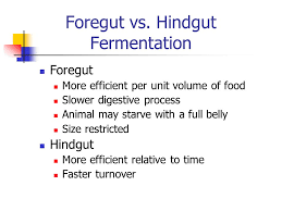 How do camels adapt to their environment? Reticulum Honeycomb Lining Formation Of Food Bolus Ppt Video Online Download