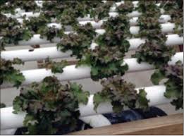 Principles Of Small Scale Aquaponics Oklahoma State University