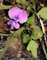 Image result for Vigna frutescens