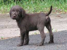 Pudelpointer puppies sign in shopping cart: Image Foothill Kennel Pudelpointer Breeder Pudelpointer Dogs Puppies