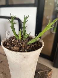 Image result for Orbea paradoxa