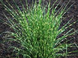 13 Best Ornamental Grasses Ornamental Grasses Backyard Garden Beds Grasses Garden